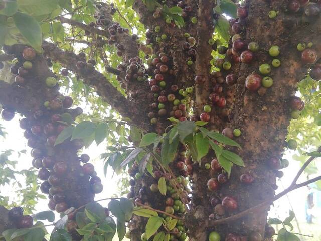 Pé de Jabuticaba